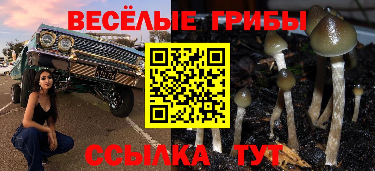 Псилоцибиновые грибы Psilocybe Елабуга